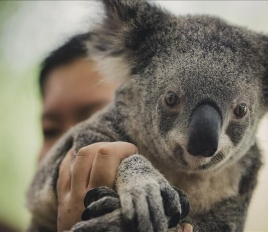 Fotografía muestra un koala en la mano de su cuidador. EFE/Archivo