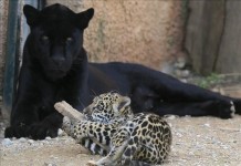 Un jaguar de dos meses de edad juega junto a una pantera. archivo
