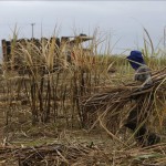 El cierre de operaciones de la unidad que atendía la producción de caña de azúcar debe afectar a unos 150 empleados, que serán indemnizados con un paquete de beneficios adicional al estipulado por la legislación laboral brasileña, apuntó la multinacional estadounidense de biotecnología Monsanto. EFE/Archivo