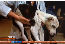 El maltrato animal en España, vergonzosa impunidad