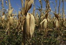 Una parcela con cultivo de maíz cerca de Ponca City, Oklahoma (EE.UU.). EFE/Archivo