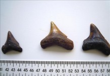 Fotografía facilitada por el Instituto Español de Oceanografía (IEO) que ha descubierto en los fondos de isla de La Graciosa, en Canarias, un importante yacimiento de fósiles del mayor depredador marino que ha existido en el mundo, el "megalodón", un tiburón extinguido hace dos millones de años. EFE