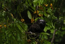La porción del planeta que los investigadores identificaron como particularmente rica en especies incluye alrededor de 75 por ciento de todas las especies de plantas del planeta, así como la mayoría de las especies de aves, mamíferos y anfibios. EFE/Archivo