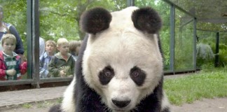 Bao Bao nació el 23 de agosto, pesa ya uno 9 kilos y se encuentra sana, pese a las bajas temperaturas de la capital estadounidense. EFE/Archivo
