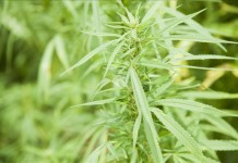Detalle de una planta de marihuana. EFE/Archivo