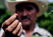 El caficultor muestra un grano de café resistente a la roya. Archivo