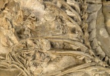 Detalle del fósil del dinosaurio 'Concavenator Corcovatus'. archivo