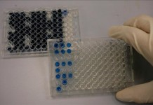Science también apuntó a la eliminación mediante CRISPR de 62 copias de ADN de un retrovirus en el genoma del cerdo, un movimiento que "abre el camino a que se consideren órganos de cerdo para trasplantarlos a humanos que esperan una donación". Archivo
