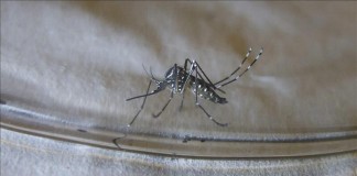 Imagen de un mosquito Aedes aegypti, especie que puede transmitir los virus del dengue y chikunguña. Archivo