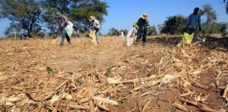 Un grupo de trabajadores cosecha una parcela con baja productividad de maíz en un área afligida por la sequía en la provincia central de Los Santos, Panamá.