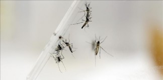 Las autoridades de Guyana confirmaron esta semana la presencia del virus del Zika en su territorio, después de que unas muestras enviadas a la Agencia de Salud Pública del Caribe (Carpha, en inglés) dieran positivo. Archivo