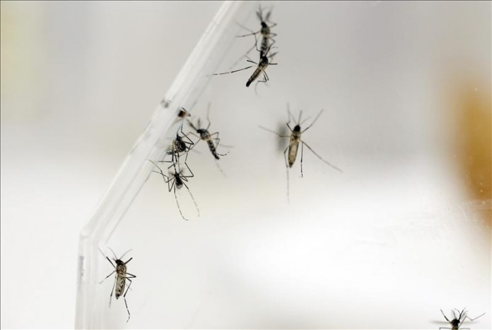 23135_29_11410047w Las autoridades de Guyana confirmaron esta semana la presencia del virus del Zika en su territorio, después de que unas muestras enviadas a la Agencia de Salud Pública del Caribe (Carpha, en inglés) dieran positivo. Archivo