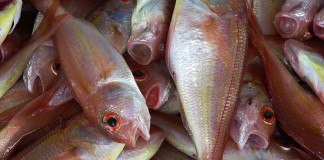 El pescado previene de enfermedades coronarias