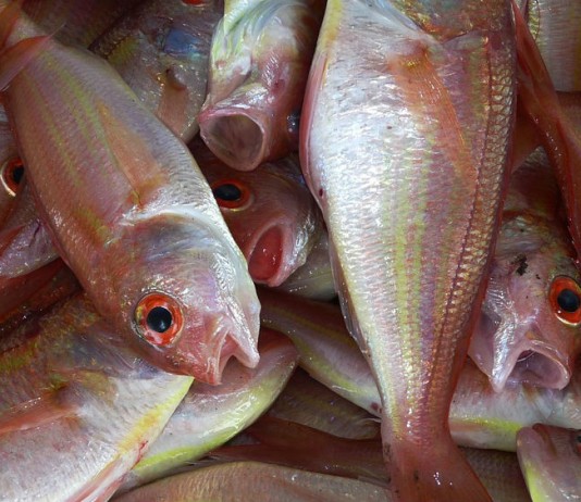 El pescado previene de enfermedades coronarias