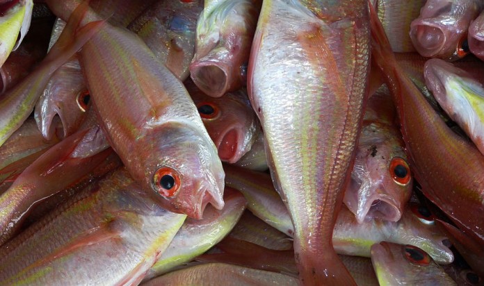 El pescado previene de enfermedades coronarias